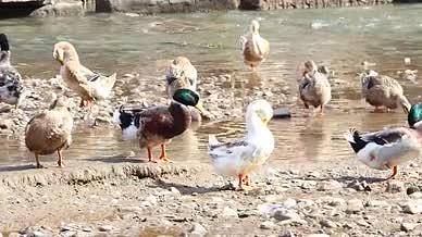 春江水暖鸭先知河水中的临武鸭实拍视频视频的预览图